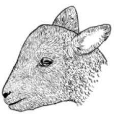 graphic of the head of a lamb